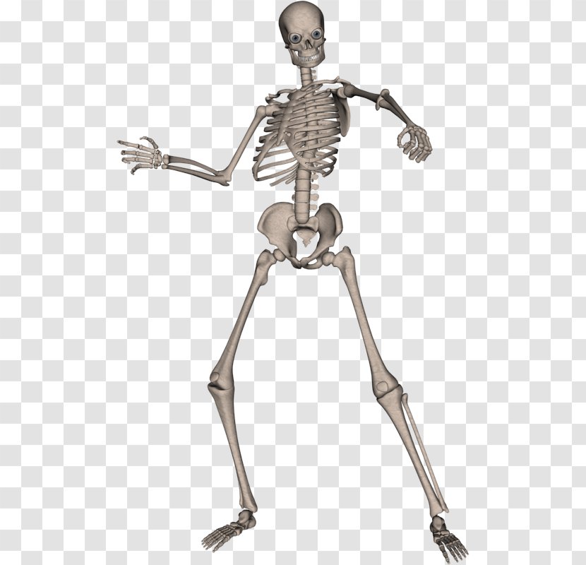 Human Skeleton Computer File - Image Formats Transparent PNG