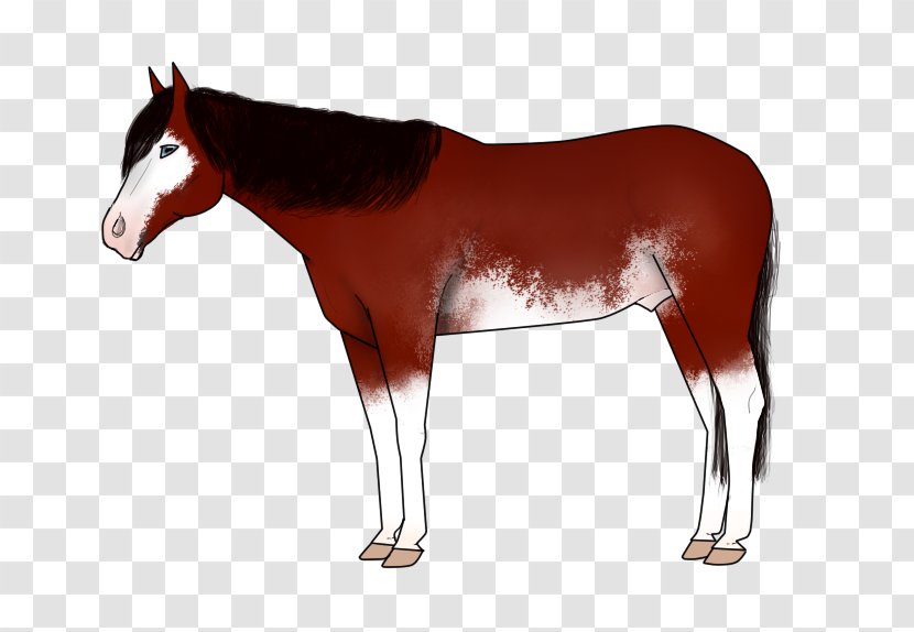 Mane Mustang Foal Colt Stallion - Rein Transparent PNG