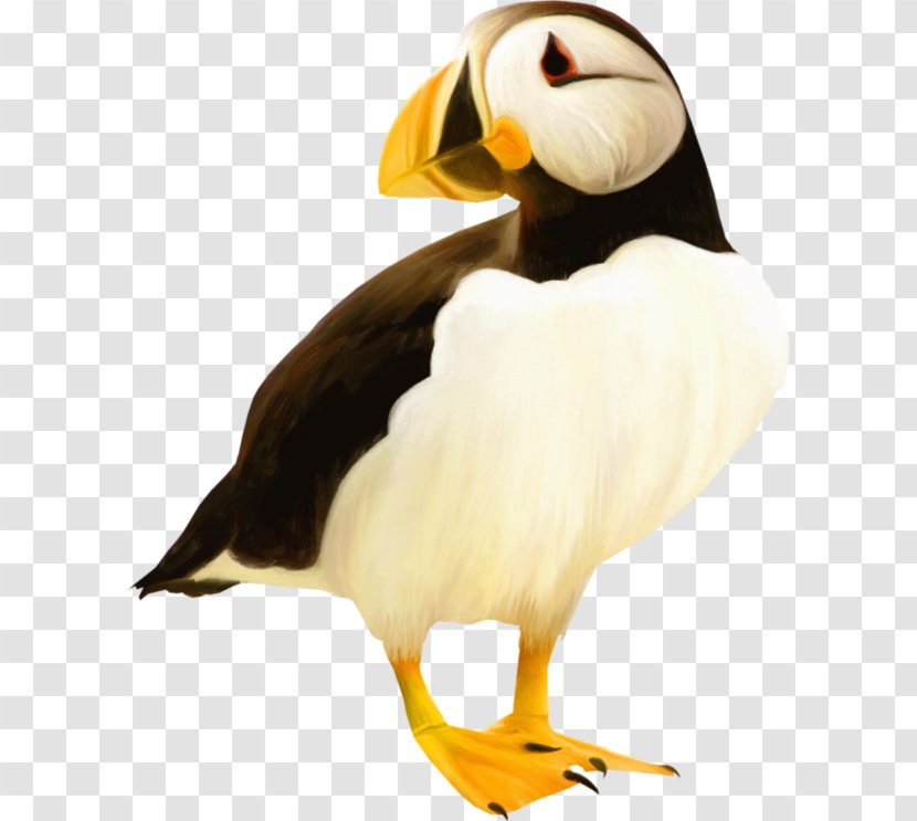 Puffin Bird Clip Art - Shi Transparent PNG