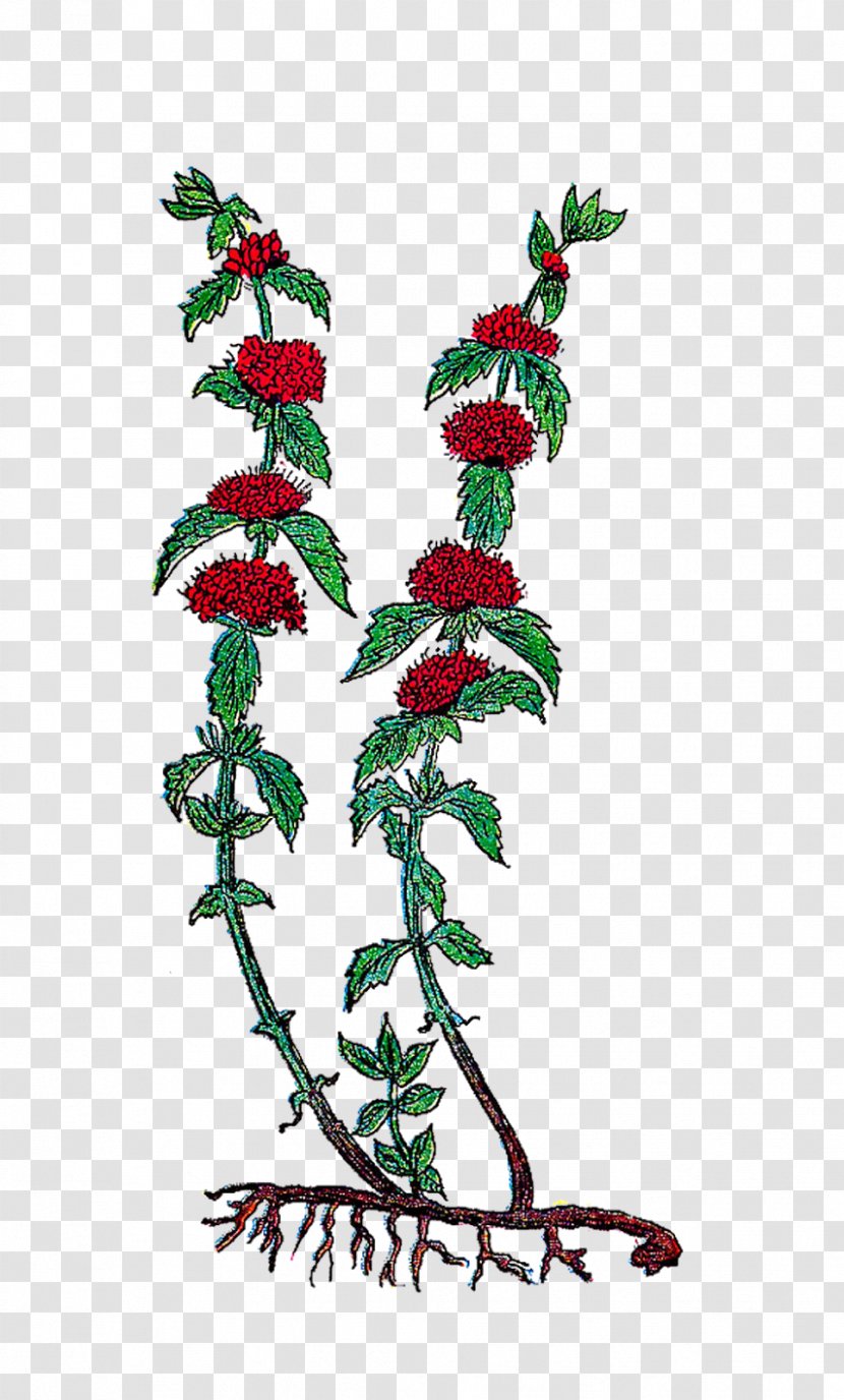 Holly Christmas Decoration Tree Aquifoliales - Pinaceae - Hand Painted Flowers Transparent PNG