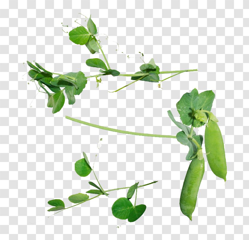 Snow Pea Icon - Plant Stem - Small Pods Transparent PNG