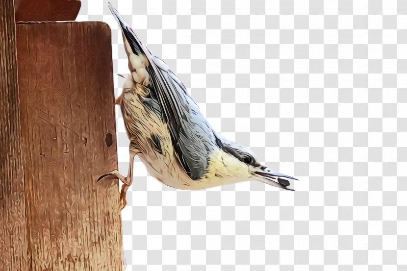 Bird Chickadee Wood Birdhouse Perching - Wet Ink - House Sparrow Beak Transparent PNG