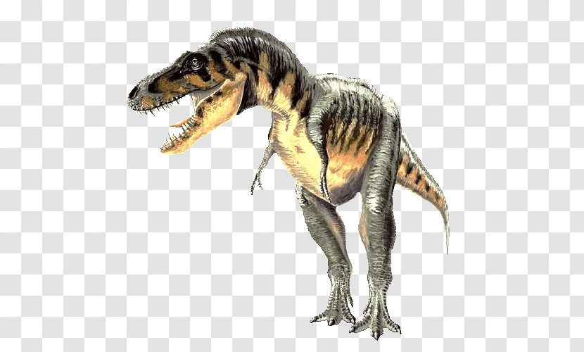 Carcharodontosaurus Tarbosaurus Spinosaurus Tyrannosaurus Gallimimus - Dinosaur Transparent PNG
