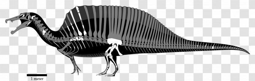 Spinosaurus Acrocanthosaurus Giganotosaurus Carcharodontosaurus Tyrannosaurus - Monochrome - Dinosaur Transparent PNG