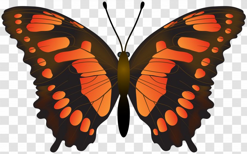 Monarch Butterfly Pieridae Insect Brush-footed Butterflies - Pollinator - Clipart-butterfly Transparent PNG