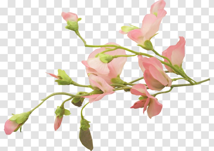 Cut Flowers Floral Design Bud Plant Stem - Flower - Blossom Transparent PNG