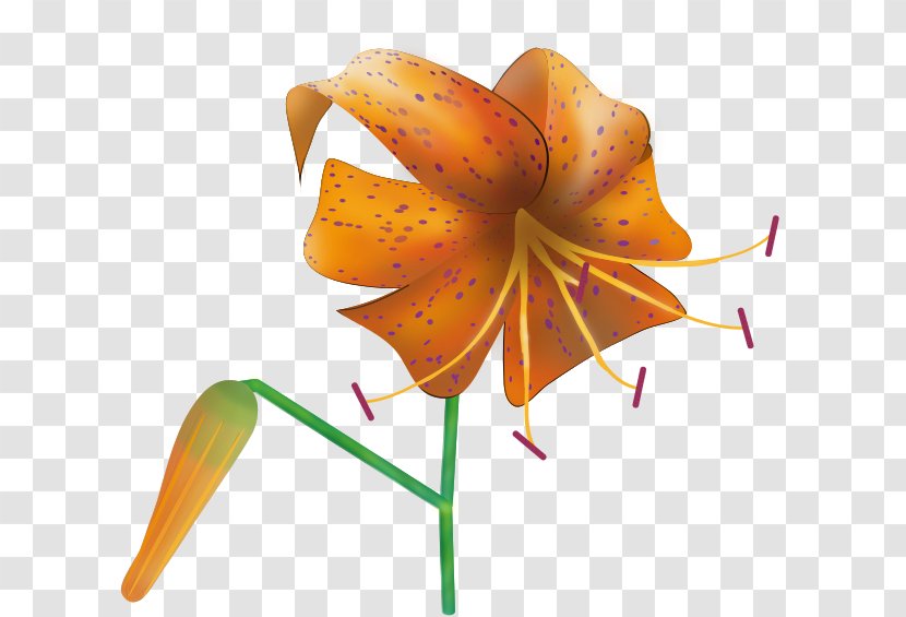 Tiger Lily Clip Art - Orange Transparent PNG
