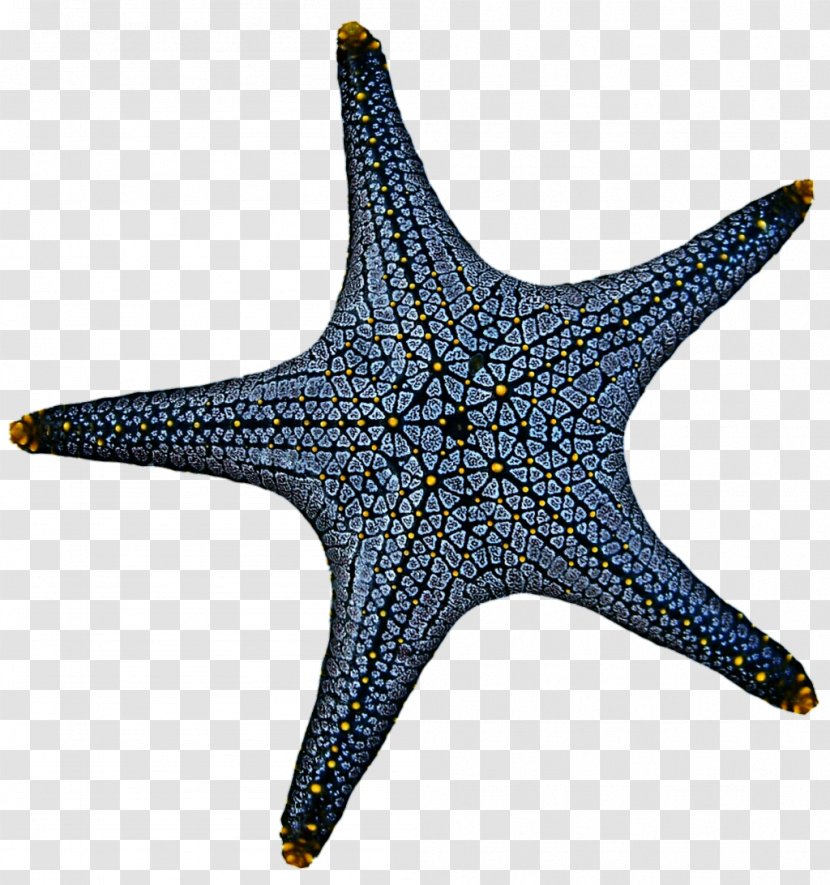 Linckia Laevigata Starfish Marine Invertebrates Echinoderm - Invertebrate Transparent PNG