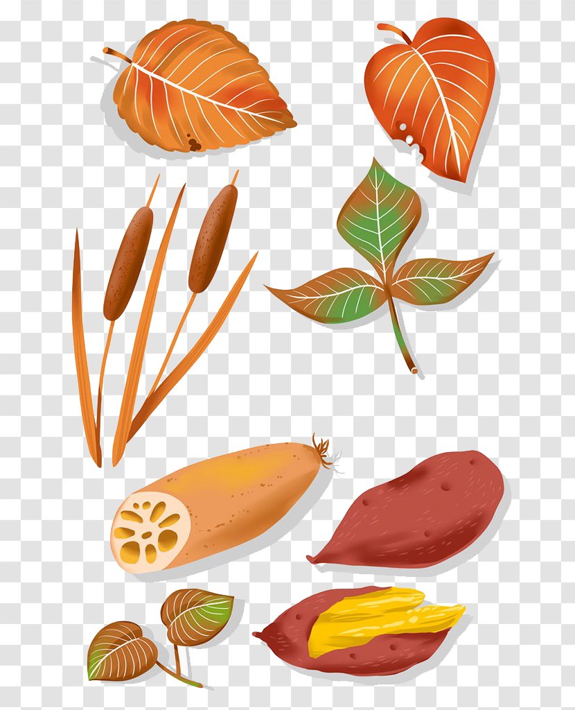 Leaf Drawing Illustration - Petal - Leaves And Grass Transparent PNG