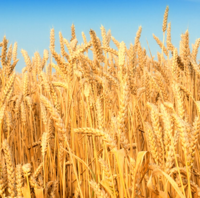 Wheat Agriculture Desktop Wallpaper Cereal Harvest - Rye Transparent PNG