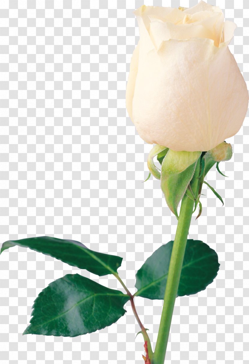 Rose Desktop Wallpaper Clip Art - Flower - White Roses Transparent PNG