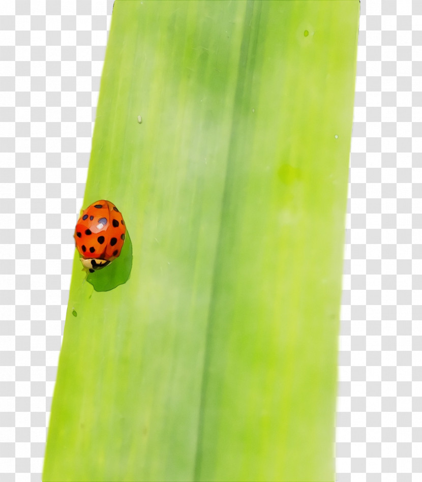 Ladybird Beetle Plant Pathology Pathology Plants Macro Transparent PNG