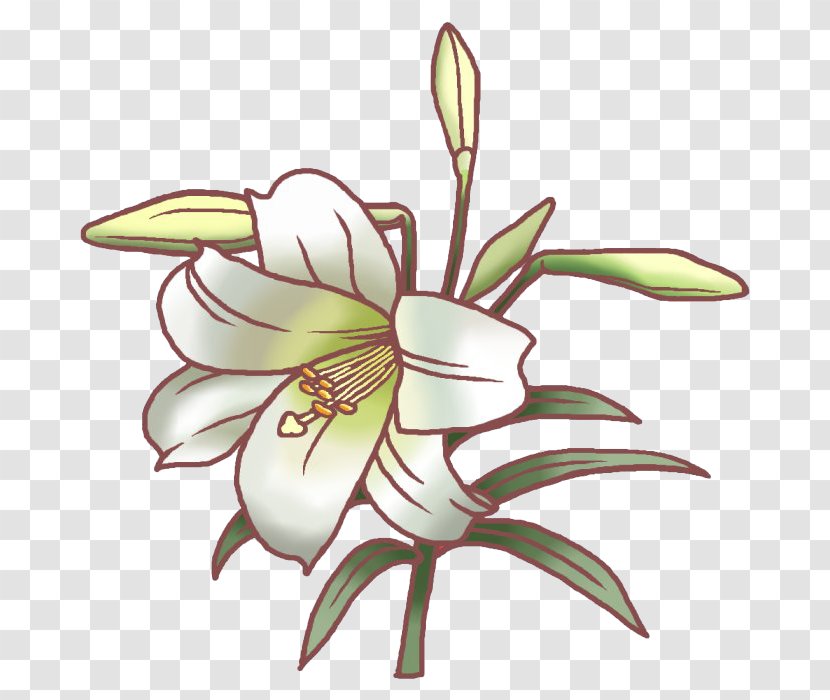 Easter Lily Tiger Flower Lilium Speciosum Illustration - Heart Transparent PNG