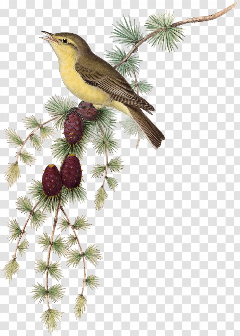 Bird Common Nightingale Melodious Warbler Ficedula Image - Fauna Transparent PNG