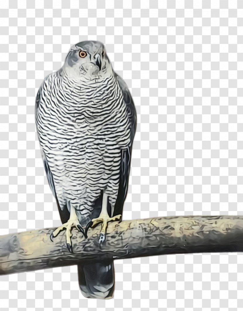 Colorful Background - Bird Of Prey - Peregrine Falcon Red Shouldered Hawk Transparent PNG