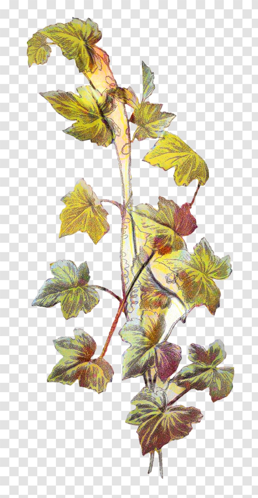 Botanical Illustration Vine Botany Drawing Image - Visual Arts Transparent PNG