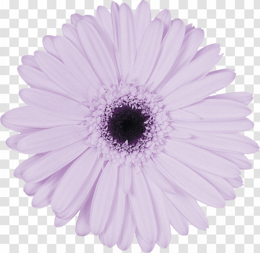 Photography Lilac Variable Cam Timing Purple Building A Love That Lasts: The Seven Surprising Secrets Of Successful Marriage - Aster - Gerbera Transparent PNG