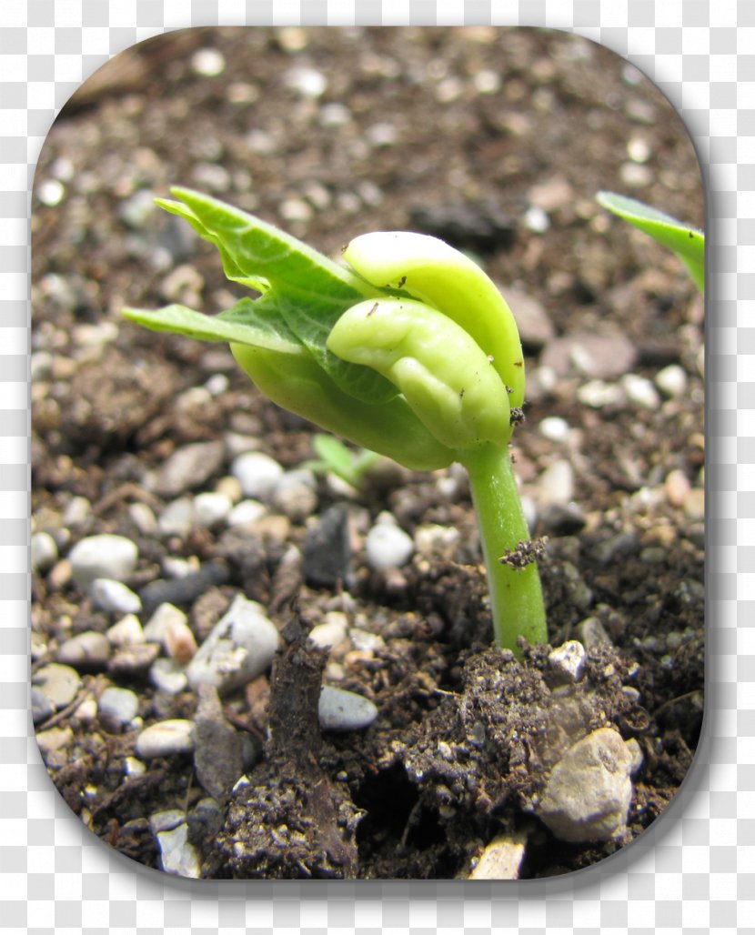 Soil Plant Stem - Cranberryhow Does It Grow Transparent PNG
