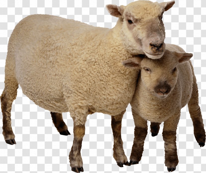 Sheep Clip Art - Livestock - Image Transparent PNG