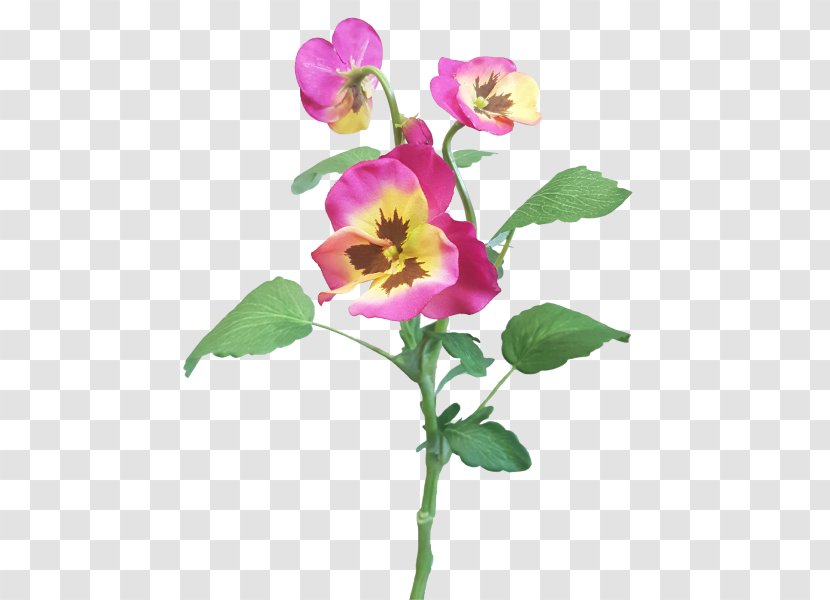 Rose Family Violet Cut Flowers Plant Stem Petal - Annual Transparent PNG