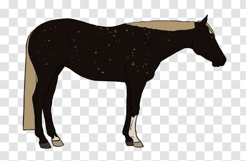 Mule Foal Mustang Mare Colt - Bridle - Appaloosa Background Transparent PNG