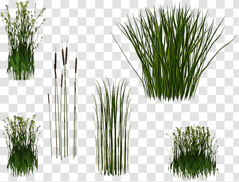 Plant Grass Red Pine Chives Georgia Pine Transparent PNG