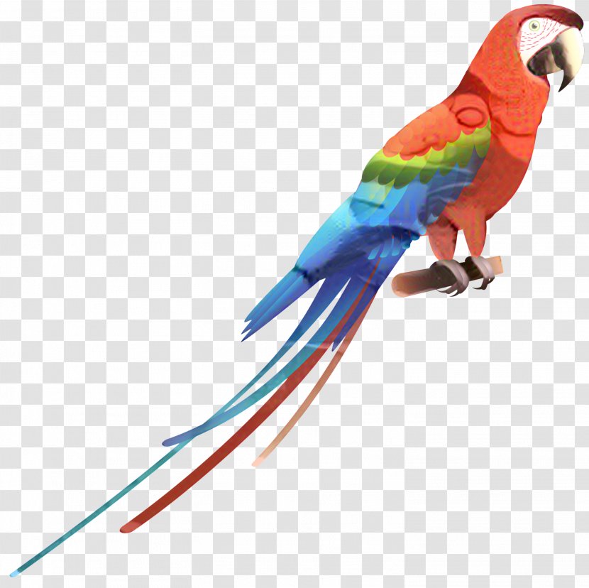 Budgerigar Scarlet Macaw Bird Parrots - Parakeet - Hyacinth Transparent PNG