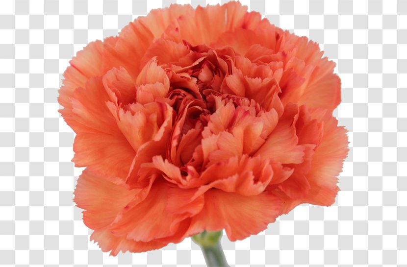 Carnation Cut Flowers Petal Peony - Cream - Pink Family Transparent PNG