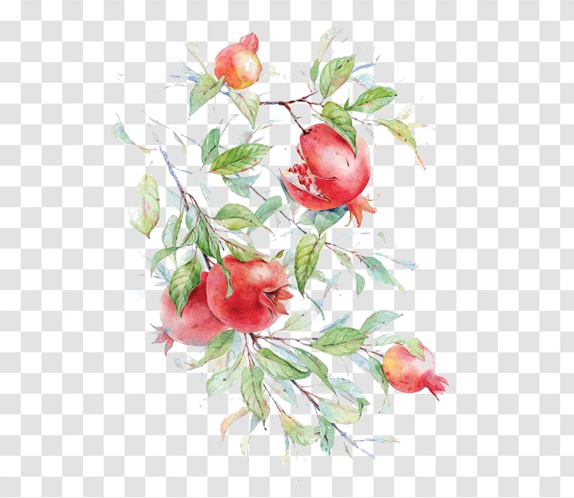 Watercolor Painting Pomegranate Drawing Flower In Transparent PNG