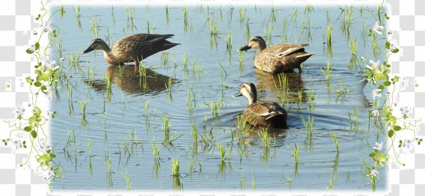 Mallard Duck Water Pond Beak - Rice Paddy Transparent PNG