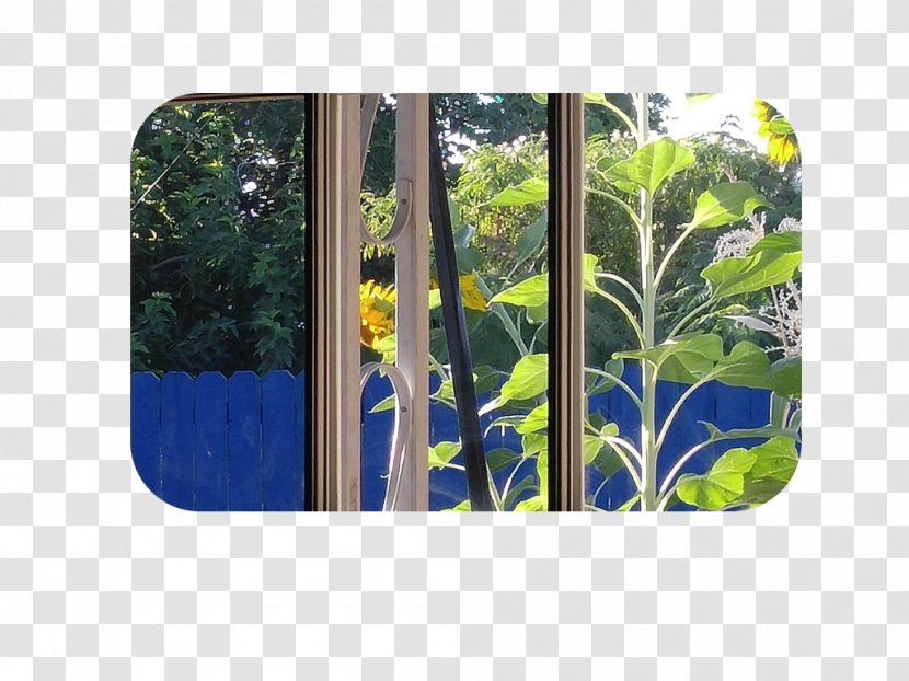 Majorelle Garden Blue Tree Transparent PNG