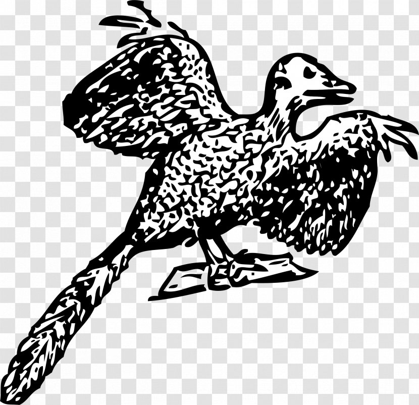Archaeopteryx Bird Dinosaur Fossil Anchiornis - Beak Transparent PNG
