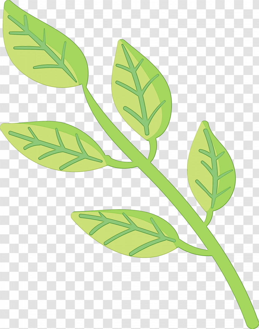 Leaf Plant Stem Flower Branch Plants Transparent PNG