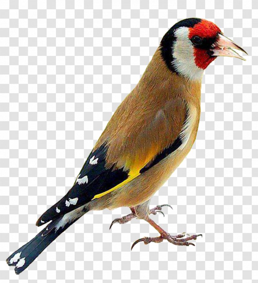 Lovebird Domestic Canary European Goldfinch Parrot - Kiwi Bird Transparent PNG