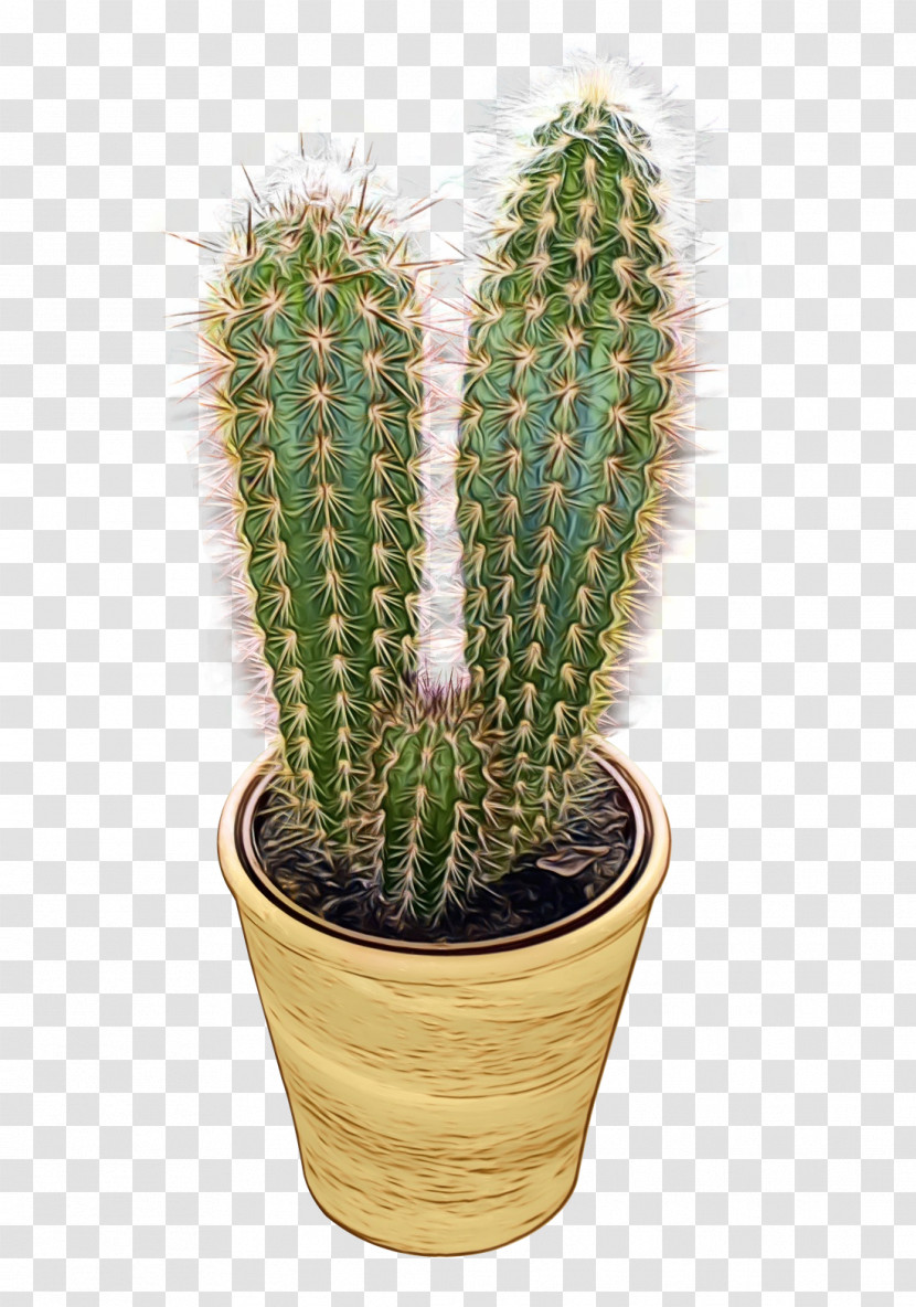 Cactus Transparent PNG