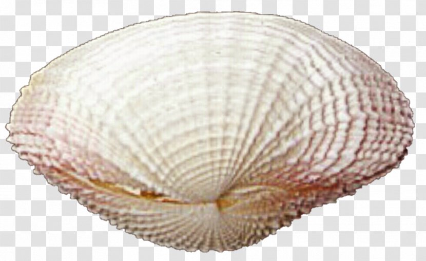 Cockle Conchology Veneroida Seashell Pectinidae Transparent PNG