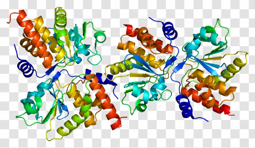DUSP13 Protein Tyrosine Phosphatase Gene Dual-specificity - Heart - Silhouette Transparent PNG