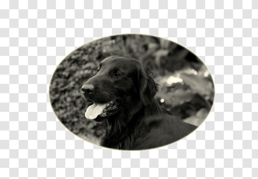 Labrador Retriever Flat-Coated Boykin Spaniel Puppy Dog Breed - Snout Transparent PNG