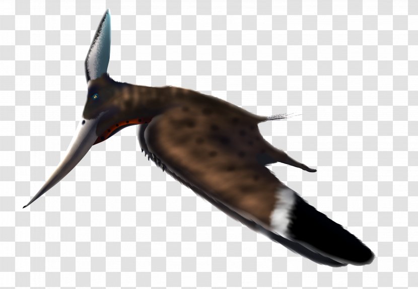 Pteranodon Pterosaurs Beak Wing Fauna - Feather - Map Transparent PNG