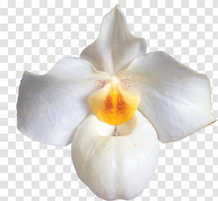 Moth Orchids Flower Petal - Photography Transparent PNG