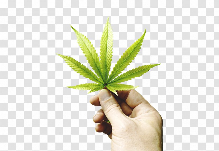 Medical Cannabis Hash Oil Cannabidiol Dispensary Transparent PNG