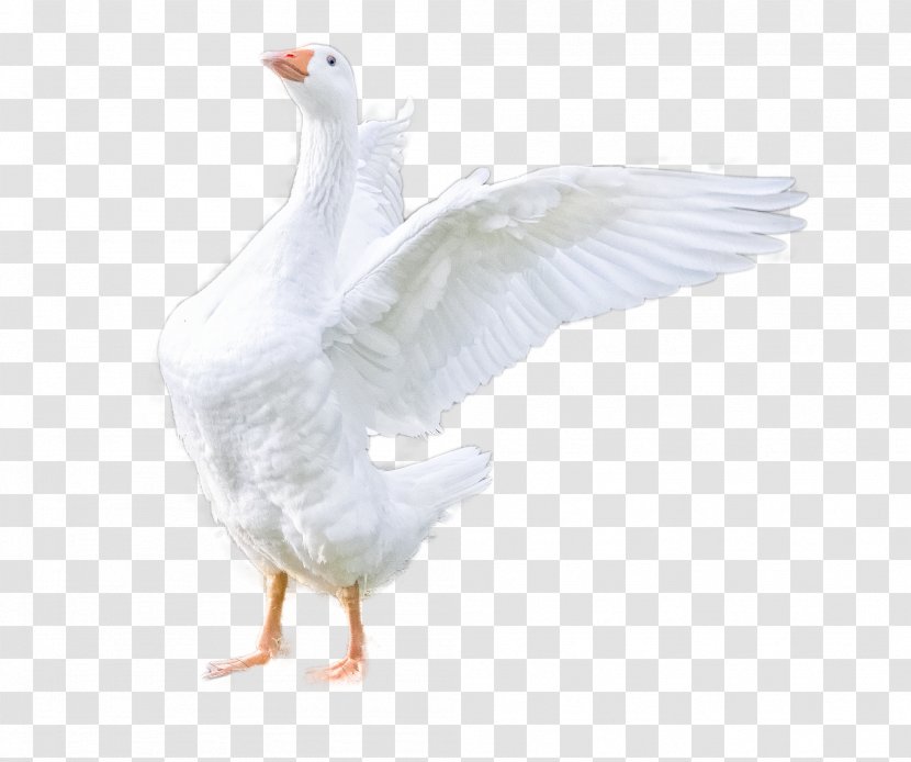 Snow White - Water Bird - Goose Waterfowl Transparent PNG