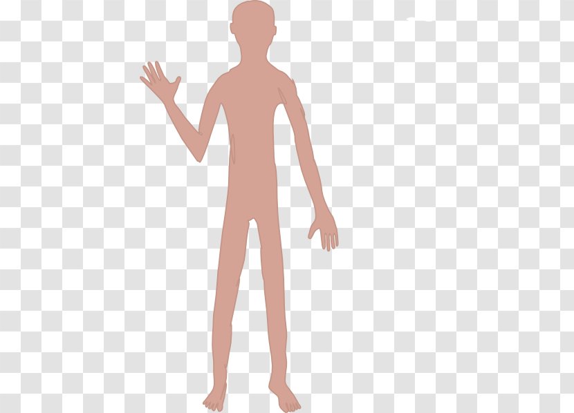 Thumb Human Body Homo Sapiens Clip Art - Tree - Male Transparent PNG