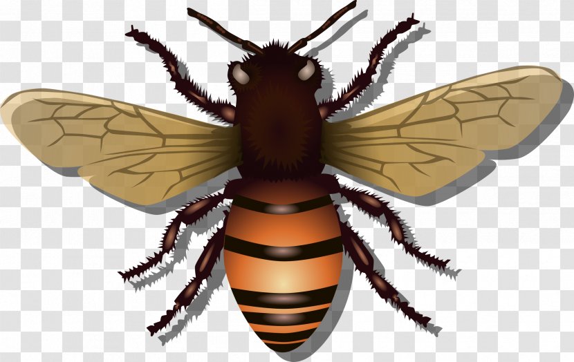 Western Honey Bee Insect Clip Art - Heart Transparent PNG