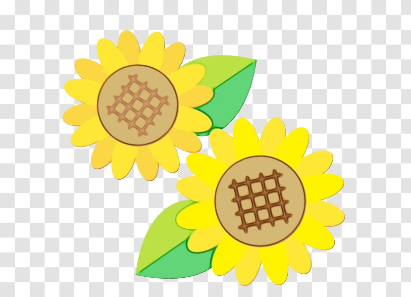 Summer Flower Background - Daisy Family - Wildflower Transparent PNG