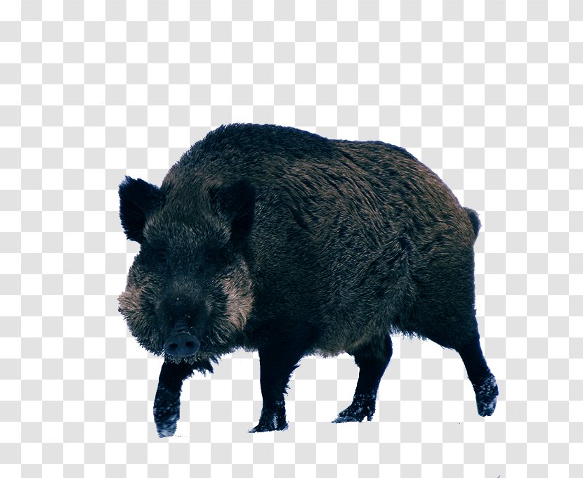 Wild Boar Peccary Game - Livestock - Material Transparent PNG