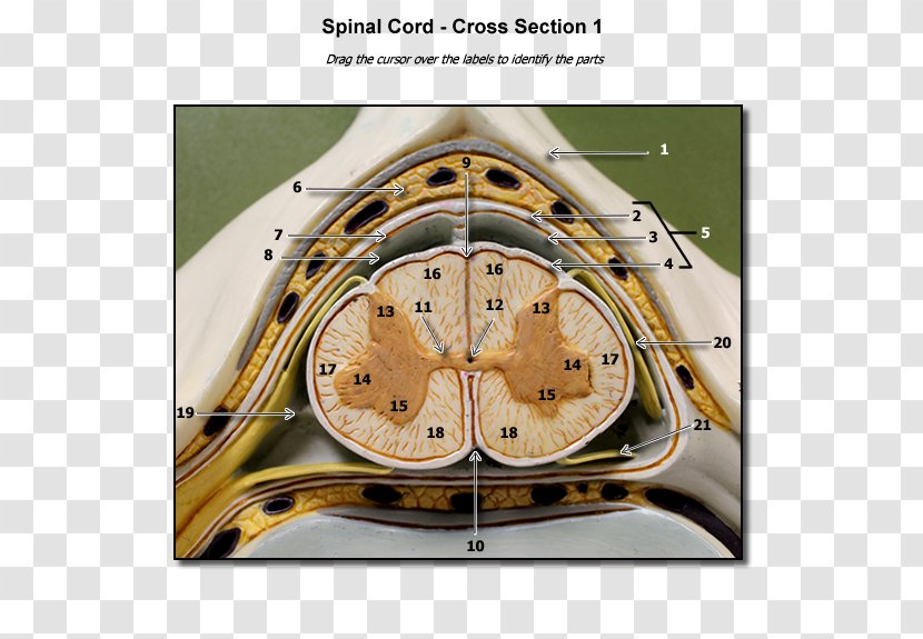 Spinal Cord Human Vertebral Column Cross Section Nervous System - Silhouette - Spine Model Transparent PNG