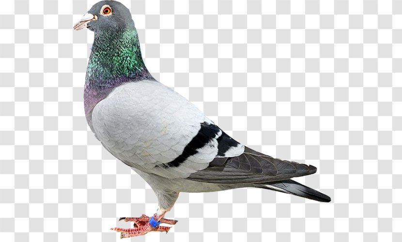 Homing Pigeon Rock Dove Columbidae Stock Bird - Vermin Transparent PNG