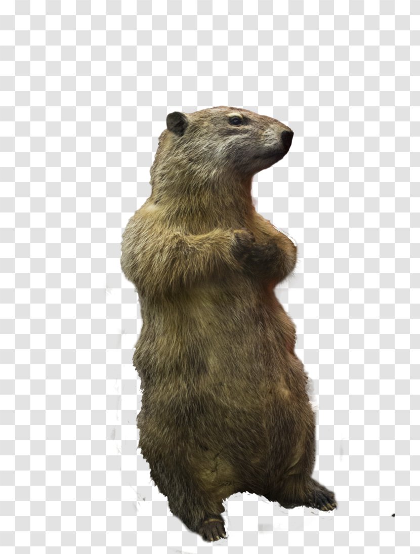 Prairie Dog Squirrel Rodent - Art - Dogs Transparent PNG