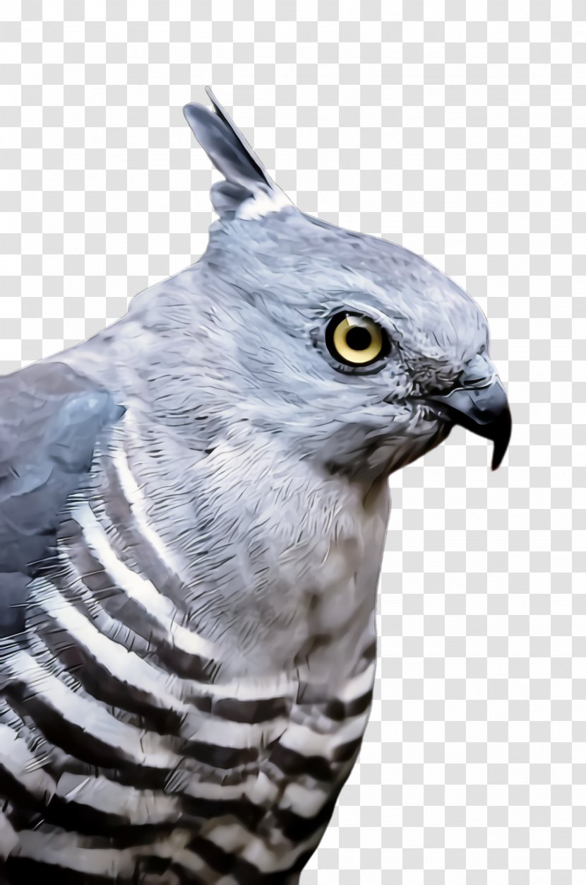 Bird Beak Of Prey Cooper's Hawk - Peregrine Falcon - Wildlife Transparent PNG